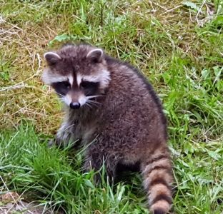 KOMUNIKAT - WAŻNE, występowanie na terenie Gminy gatunku inwazyjnego - Szopa Pracza