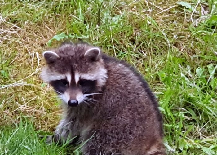 KOMUNIKAT - WAŻNE, występowanie na terenie Gminy gatunku inwazyjnego - Szopa Pracza